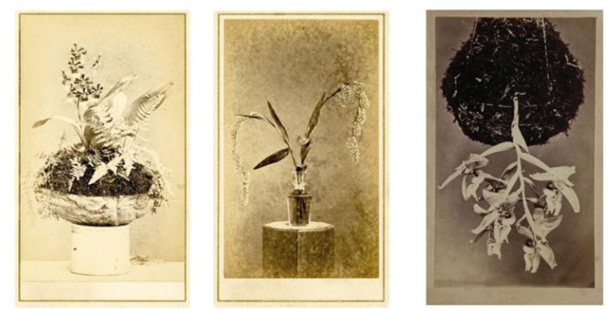 Las orquídeas de Willys I Restrepo